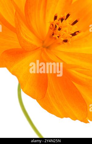 Eine Nahaufnahme der hellorangefarbenen Blume der Marigold, isoliert auf weißem Hintergrund Stockfoto