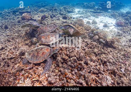 Schildkröten sammeln sich in ungewöhnlichen Sammlungen an, um sich von Algen zu ernähren Stockfoto