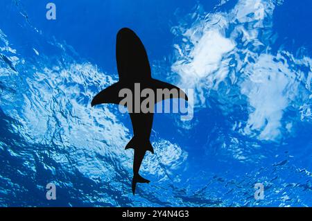 Von unten gesehen Silhouette eines großen Zitronenhais, der nahe an der Oberfläche schwimmt, blauer Himmel und Wolken Stockfoto