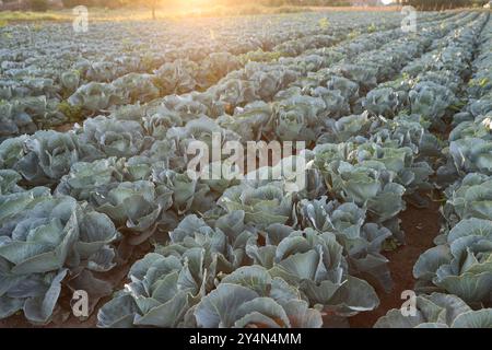 Grünkohl wächst am sonnigen Tag auf dem Feld Stockfoto