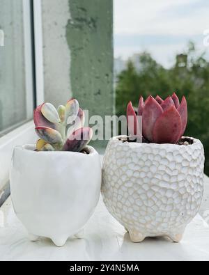 Rote Echeveria und Cotyledon Orbiculata in weißem handgefertigten Keramiktopf im Freien Stockfoto