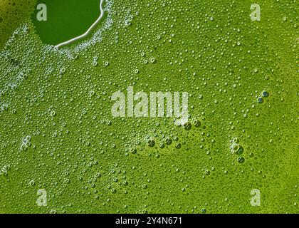 Makros den Matcha heißen grünen Tee, die Oberfläche des heißen Matcha-grünen Tees, füllen Sie den Rahmen mit den Blasen des japanischen Matcha-Grüntees. Stockfoto