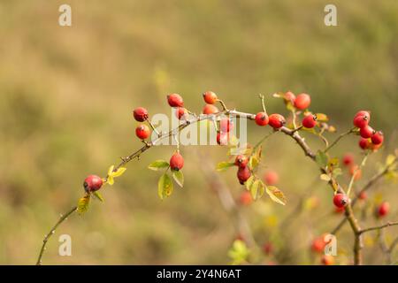 Eine Nahaufnahme reifer Rosenhüften, die auf einem Ast wachsen Stockfoto