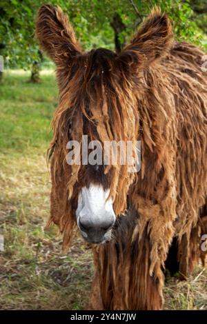 Baudet du Poitou vor der Nahaufnahme auf der Wiese Stockfoto