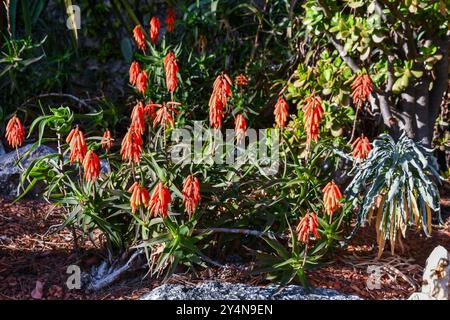 Blühende Aloe (Aloe Vera), saftige Pflanzen mit Orangenblüten, in den St. Martin Gärten, Monaco Ville, Fürstentum Monaco Stockfoto