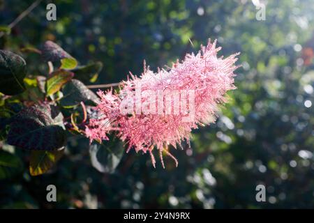 Cotinus coggygria, Rhus cotinus, europäischer Räucherbaum, Eurasischer Räucherbaum, Rauchbusch, venezianische Sumach oder Färbersumach, eurasische Blüte Stockfoto