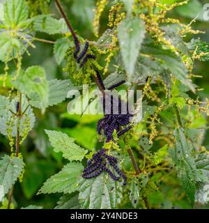 Brennnessel mit Raupen des Pfauenfalters (Aglais io) Stockfoto