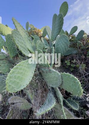 Feigenkaktus. Fichi d'India. Opuntia Ficus-indica in der Blütezeit. Stockfoto