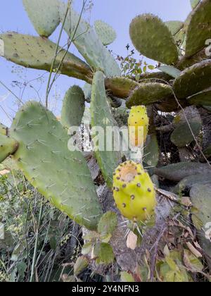 Feigenkaktus. Fichi d'India. Opuntia Ficus-indica in der Blütezeit. Stockfoto