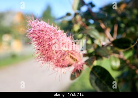 Cotinus coggygria, Rhus cotinus, europäischer Räucherbaum, Eurasischer Räucherbaum, Rauchbusch, venezianische Sumach oder Färbersumach, eurasische Blüte Stockfoto