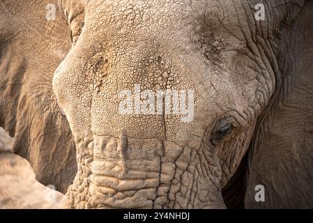 Nahaufnahme eines alten afrikanischen Elefanten (Loxodonta africana) mit rauer und faltiger Textur seiner Haut. Stockfoto