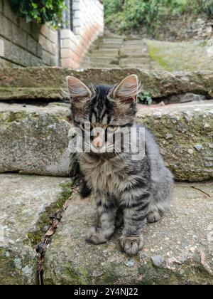 Porträt einer kleinen streunenden grauen und braunen Katze auf Betontreppen Stockfoto