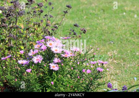 Gosport, Hampshire, England. 13. September 2024. Lilafarbene und weiße Blumen, Familie Aster, wachsen auf einem Friedhof. Dieses Foto ist eines einer Serie, die ich kürzlich bei einem Besuch des Royal Navy Cemetery Haslar während der Gosport Heritage Open Days gemacht habe. In dieser Auswahl sind einige Fotos enthalten, die ich auf dem Weg zu und weg von der Veranstaltung gemacht habe, als ich zu Fuß war. Stockfoto