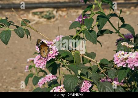 Vadodara, Gujarat / Indien - 24. März 2010 : Ein Schmetterling, der auf der blühenden Pflanze Lantana camara (gemein lantana) im Garten sitzt. Stockfoto