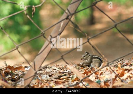 Vadodara, Gujarat / Indien - 24. März 2010 : Ein gerader Blick auf ein Eichhörnchen hinter dem Grill im Garten. Stockfoto