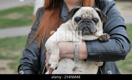 Eine Frau, die ihren liebenswerten Mops in den Armen hält, während sie im Park spaziert Stockfoto