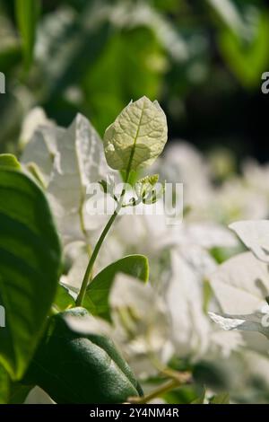 Vadodara, Gujarat / Indien - 24. März 2010 : Ein Nahanblick der Bougainvillea Blume im Garten. Stockfoto