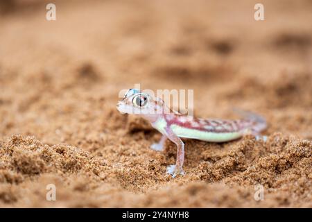 Eine Nahaufnahme eines Namib-Sandgeckos saß im Sand der Wüste bei Swakopmund, Namibia Stockfoto