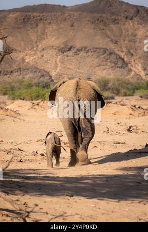 Eine Mutter und ein Elefantenbaby gehen Seite an Seite, weg von der Kamera in der trockenen Wüste von Twyfelfontein, Namibia Stockfoto