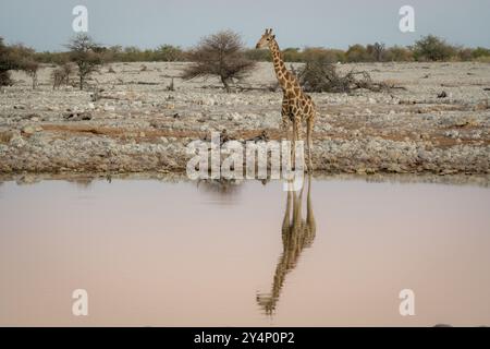Im Etosha-Nationalpark, Namibia, wartet eine große, wachsame Erwachsene Giraffe an einem Wasserloch auf einen Drink Wasser Stockfoto