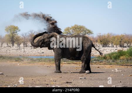 Ein erwachsener afrikanischer Elefant, der sich mit Schlamm besprüht, um seine Haut vor der rauen Sonne in der Trockenzeit im Etosha-Nationalpark, Namibia, zu schützen Stockfoto