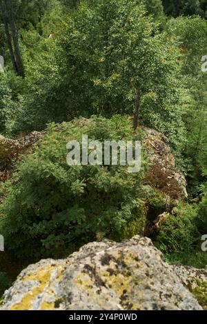 Der Bayerische Wald ist ein atemberaubendes Naturparadies mit dichten Wäldern, majestätischen Bergen und klaren Bergseen, perfekt für Outdoor-Abenteuer. Stockfoto