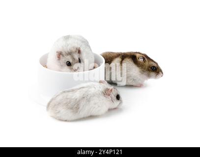 Ein neugieriger Hamster steht aufrecht neben einer sauberen weißen Schüssel in einer minimalistischen Inneneinrichtung Stockfoto