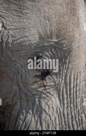 Eine extreme Nahaufnahme des Auges eines erwachsenen Elefanten, umgeben von grauer, faltiger Haut im Etosha-Nationalpark, Namibia Stockfoto