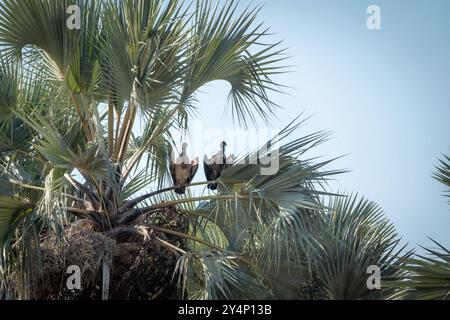 Ein Paar kap-Geier thront auf einer Palmenwede auf einem hohen Baum vor einem klaren blauen Himmel im Etosha-Nationalpark, Namibia Stockfoto