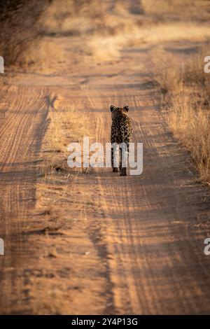 Ein erwachsener Leopard, der langsam einen Feldweg zwischen hohem, trockenem Gras abseits der Kamera läuft, während die Sonne in Namibia untergeht Stockfoto
