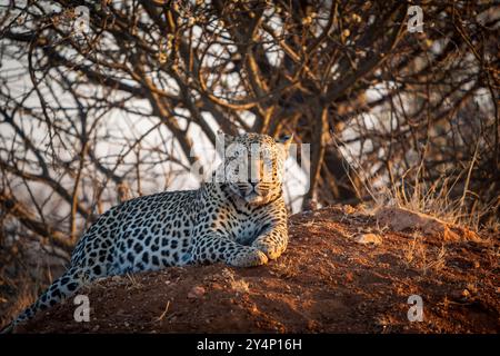 Ein schöner erwachsener Leopard, der auf einem Erdhügel liegt und direkt auf die Kamera und die Seite blickt, die von der untergehenden Sonne in Namibia beleuchtet wird Stockfoto