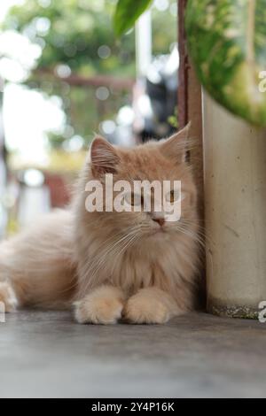 Eine ruhige persische Katze mit einem luxuriösen Crememantel entspannt sich auf einer Terrasse. Stockfoto