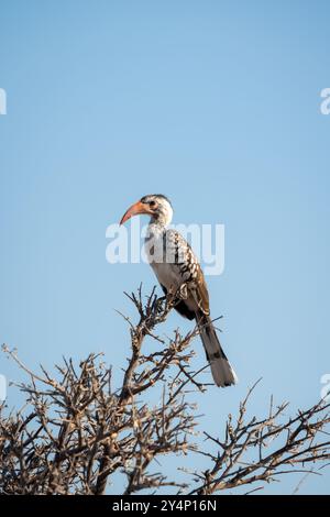 Ein Rotschnabelschnabel saß auf den Ästen eines Baumes vor einem blauen Himmel, während die Sonnenuntergänge im Etosha-Nationalpark, Namibia, untergingen Stockfoto