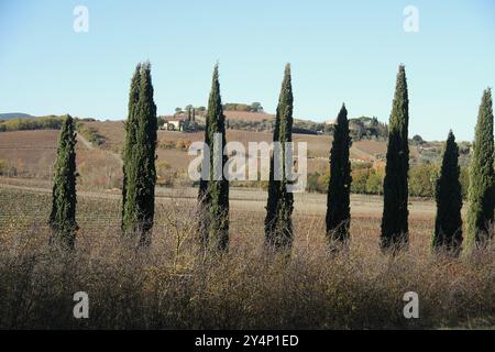 Zypressen im Val d'Orcia, Italien Ende November Stockfoto