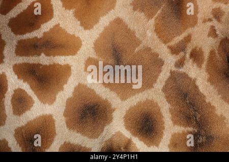 Nahaufnahme von Giraffen-Pelz mit einzigartigen Mustern und Texturen. Ideal für Natur, Wildtiere oder abstrakte Hintergrunddesigns in kreativen Projekten. Stockfoto