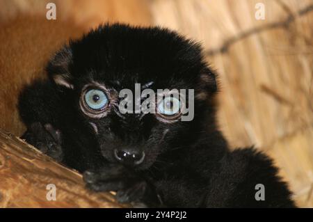 Nahaufnahme der blauäugigen Lemur, die in die Kamera blickt und ihre markanten blauen Augen zeigt. Eine vom Aussterben bedrohte Tierart aus Madagaskar, perfekt für Wildtiere. Stockfoto