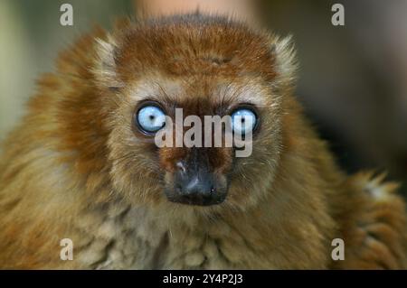 Nahaufnahme der blauäugigen Lemur, die in die Kamera blickt und ihre markanten blauen Augen zeigt. Eine vom Aussterben bedrohte Tierart aus Madagaskar, perfekt für Wildtiere. Stockfoto