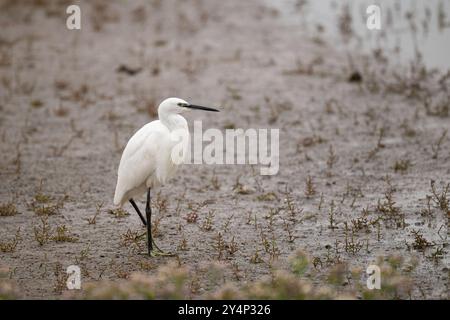 Kleiner Egret, Egret Garzetta, spazieren an einem schlammigen Ufer entlang Stockfoto