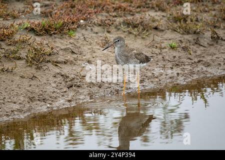 Rotschenkel, Tringa totanus, die an einem schlammigen Ufer entlang spazieren Stockfoto