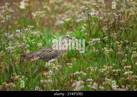 Curlew, Scolopax arquata, Spaziergang durch die Vegetation Stockfoto