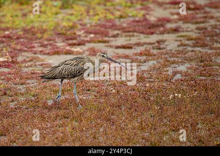 Curlew, Scolopax arquata, Spaziergang durch die Vegetation Stockfoto