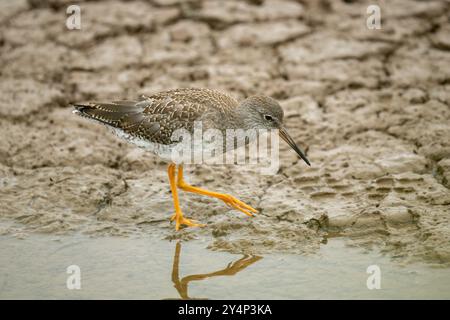 Rotschenkel, Tringa totanus, die an einem schlammigen Ufer entlang spazieren Stockfoto