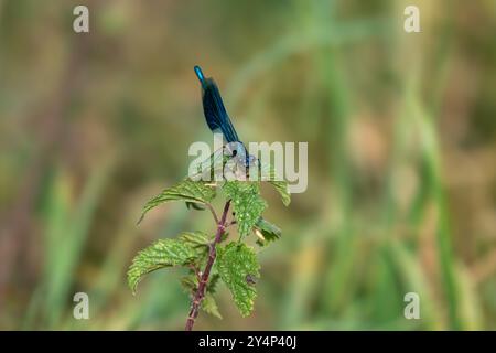 Demoiselle mit Band, Calopteryx splendens, auf einem Blatt Stockfoto