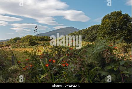 Snodwonia (Eryri), Nordwales Stockfoto