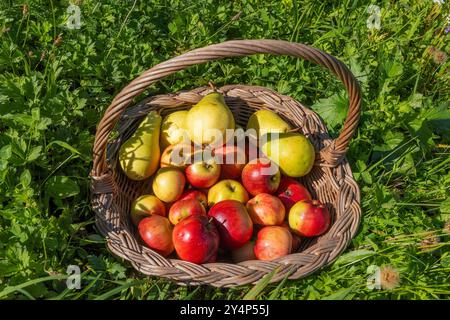 Äpfel und Birnen von einem Bauernhof in einem Korb Stockfoto