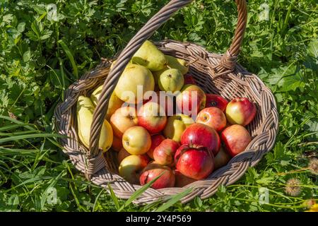 Äpfel und Birnen von einem Bauernhof in einem Korb Stockfoto