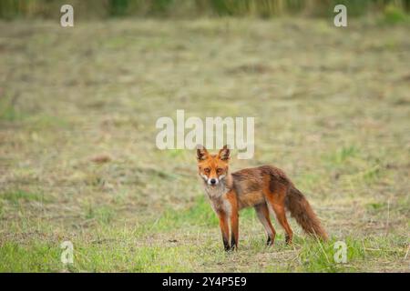 Ein ausgewachsener Fuchs steht auf einer Wiese im Osten Polens Stockfoto