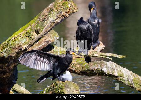 Toller Kormoran verbringen viel Zeit mit Tauchen in kalten Gewässern, daher ist Trocknen wichtig, um Unterkühlung zu vermeiden. Auch Präparation mit Ölen aus einer Uropygialdrüse Stockfoto