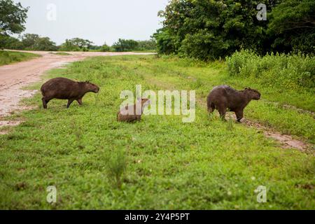 Familien von Capibara (Capybara) werden in der Nähe des Wassers in der Ebene in freier Wildbahn gesehen. Das größte Nagetier der Welt ist ein typisches südamerikanisches Tier Stockfoto