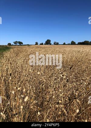 Eine Ernte Kanariengras, bereit für die Ernte auf einem Feld an einem sonnigen Tag im September, North Yorkshire, England, Vereinigtes Königreich. Kanariengras ist ein Relativel Stockfoto